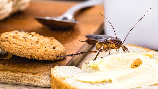 Food & Beverages Processing Mills Facilities.